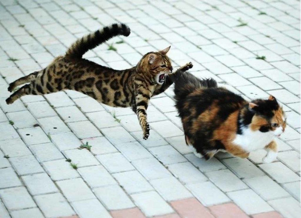 Как наказать кота если он кусается: как отучить котенка нападать на кошку?